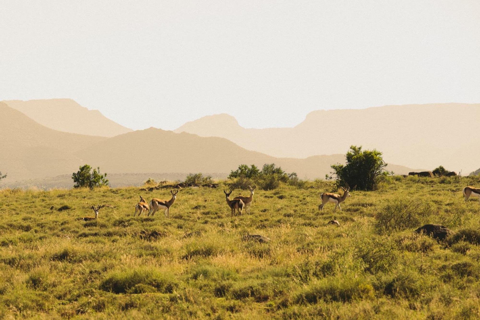 Buccara Wildlife Reserve Ґраафф-Рейнет Екстер'єр фото